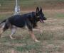 Wrights vom Raina (K&S Quality Canines)