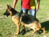 Panther do Cidade Luz