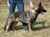 FABIOLA K-9 Border Unit FCI