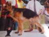 Bush de K-9