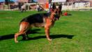 Thea de K-9