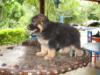 Astra do Charming Ranch