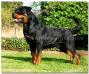 MULTI V1 RATED Wasko vom Mariannenthal II