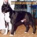 AKC, LUX, & BE CH White Rock Hartagold Black Label