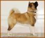 RUS GCH, RUS/RKF/BLR CH, RUS JCH Torazo's Captain America