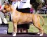 AKC SILVER GRAND CH Parastone's Call Me Mon Cheri