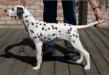 Aberdeen's Daisylani <span style="color: darkblue">LUA-DALMATIAN</span>