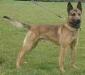  Tommy (Mr J Langemaat) Malinois