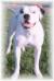 Gamedawg's Karson