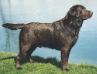 AKC/CAN CH Banner's Muskelunge Buckeye