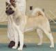 AKC CH OPR's Naturally Blond