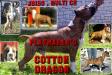 MULTI CH Playmaker's Cotton Dragon
