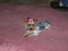 Mtn. Meadows Miss Miley Maree