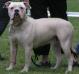  Bulldog City's Her Girl aka Goolie