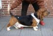 NewDown Bassets Angelo