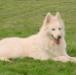Jenny of White Shepherd