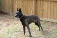 Diesel (J. Mackey, South Carolina, USA) <span style="color: darkblue">KNPV POLICEDOG 1 413 WITH HONOR</span>