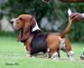 CH.GR.CHBRAS Brave basset antoine