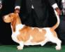  Brave Basset Mr Westminster