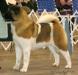 AKC CH Crown Royals See'N Stars