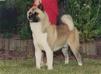 AKC CH Mariah's Command In Conquer Cajo