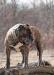  King Size De Presa Awangarda