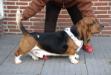 NewDown bassets Alessandro