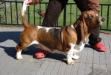 NewDown bassets Amalia