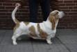 NewDown Bassets Dangerous Divine