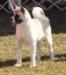 AKC CH Tobe's Akritra Joy Of Milor