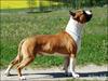 BIS AKC MULTI CH & INT CH Gang-Staff Wild Thing