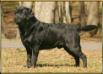 BISS AKC CH Rozzay Hunt Club Clayview Grady