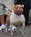 THUG BULLY CAMP TOO HOT 2  OF MEGABULLS