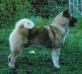 AKC CH Mori's Mister Murphy