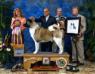 BISS AKC/MEX CH Minda's Kiss The Girls