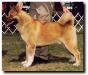 BISS AKC CH TimberSky's Outlaw Justice