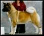 AKC CH Buckridge's ShowTime Celebri Te