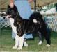 AKC CH Hoka-Hey's Siren At Crown Royal