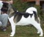 AKC CH Crown Royal's Rainbow Warrior