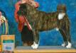 AKC/UKC CH Samkita's Handsome Stranger