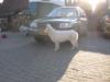Vinza The Lovely White Shepherd