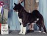 BISS AKC/CAN CH Kawakami's Czar Nicholas