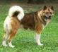 AKC CH Akiko's Big-O Southern Comfort