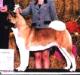 AKC CH Akiko's Anything Goes