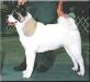 AKC CH Dancin Bear's Midnite Tango