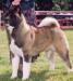 AKC CH Sondaisa Rose River TimberSky