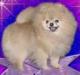  Rosewood Golden Aires Comet