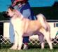 AKC CH Skipjack's Stardust Cowboy