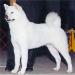 AKC CH Northland's Snow Crystal
