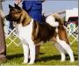 AKC CH Crown Royals Times OfTheSign